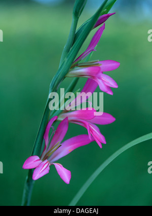 Wilde Gladiole (Gladiolus Illyricus), Blütenstand, Spanien, Balearen, Mallorca Stockfoto