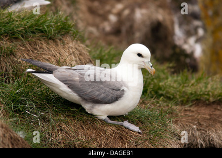 Nördlichen Fulmar (Fulmarus Cyclopoida) - Borgarfjorour, Ostisland Stockfoto