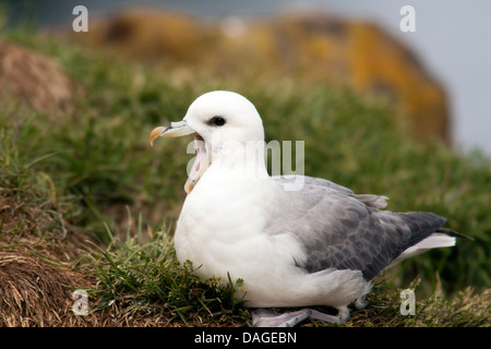 Nördlichen Fulmar (Fulmarus Cyclopoida) - Borgarfjorour, Ostisland Stockfoto