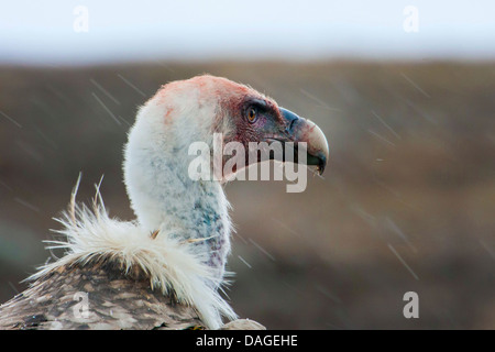 Gänsegeier (abgeschottet Fulvus), Portrait in Regen, Sliven, Bulgarien, Sredna Gora Stockfoto