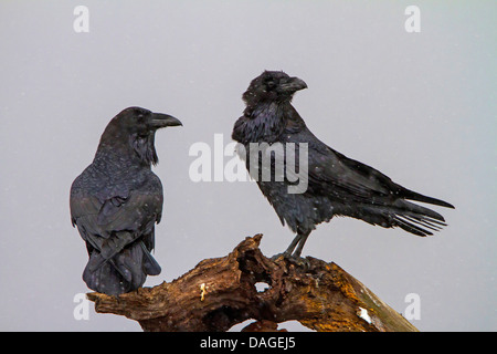 Kolkrabe (Corvus Corax), zwei Raben auf einer Baumwurzel bei Schneefall umzusehen, Sliven, Bulgarien, Sredna Gora Stockfoto