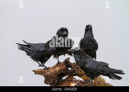 Kolkrabe (Corvus Corax), Raben vier auf einer Baumwurzel bei Schneefall, Sliven, Bulgarien, Sredna Gora Stockfoto