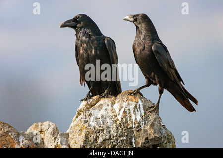 Kolkrabe (Corvus Corax), zwei Raben, sitzt auf einem Felsen, Sonnenbaden, Sliven, Bulgarien, Sredna Gora Stockfoto