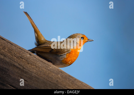 Rotkehlchen (Erithacus Rubecula), sitzt auf einem Zaun im Winter Sonnenbaden, Schweiz, Sankt Gallen Stockfoto