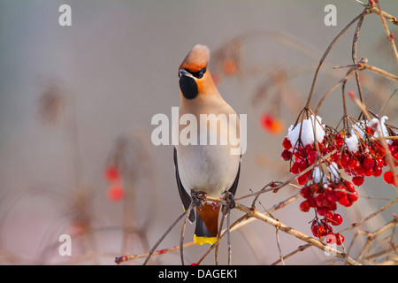 Böhmische Seidenschwanz (Bombycilla Garrulus), auf einem Ast mit roten Beeren, Schweiz, Sankt Gallen Stockfoto