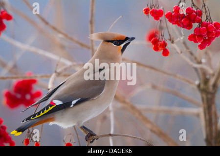 Böhmische Seidenschwanz (Bombycilla Garrulus), auf einem Ast mit roten Beeren, Schweiz, Sankt Gallen Stockfoto