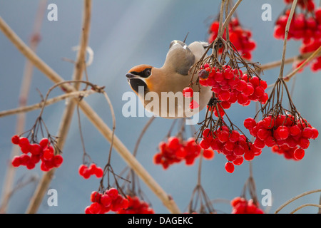 Böhmische Seidenschwanz (Bombycilla Garrulus), auf einem Ast mit roten Beeren, Schweiz, Sankt Gallen Stockfoto