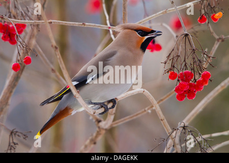 Böhmische Seidenschwanz (Bombycilla Garrulus), auf einem Ast mit roten Beeren, Schweiz, Sankt Gallen Stockfoto