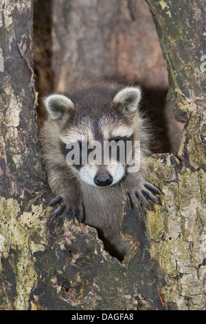 gemeinsamen Waschbär (Procyon Lotor), zwei Monate alten Welpen in eine Treehole, Deutschland Stockfoto