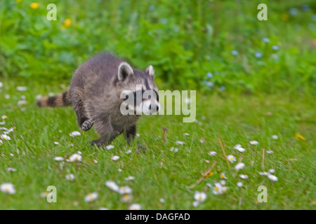 gemeinsamen Waschbär (Procyon Lotor), zwei Monate altes Jungtier laufen auf einer Wiese, Deutschland Stockfoto