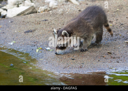 gemeinsamen Waschbär (Procyon Lotor), zwei Monate altes Jungtier stehend auf der Uferpromenade, Deutschland Stockfoto