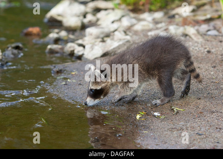 gemeinsame Waschbär (Procyon Lotor), zwei Monate alte junge Tier stehen direkt am Wasser und sammeln erste Erfahrungen mit dem Element Wasser, Deutschland Stockfoto