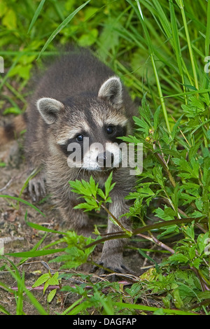 gemeinsamen Waschbär (Procyon Lotor), zwei Monate altes Jungtier zu Fuß durch hohes Grass, Deutschland Stockfoto
