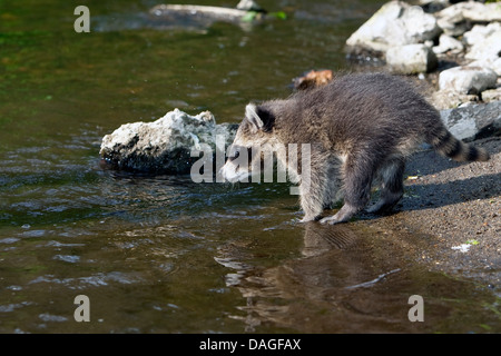 gemeinsame Waschbär (Procyon Lotor), zwei Monate alte junge Tier stehen direkt am Wasser und sammeln erste Erfahrungen mit dem Element Wasser, Deutschland Stockfoto