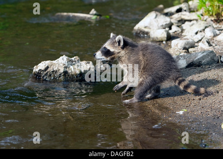 gemeinsame Waschbär (Procyon Lotor), zwei Monate alte junge Tier stehen direkt am Wasser und sammeln erste Erfahrungen mit dem Element Wasser, Deutschland Stockfoto