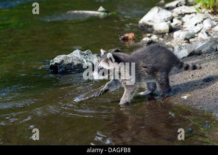 gemeinsame Waschbär (Procyon Lotor), zwei Monate alte junge Tier stehen direkt am Wasser und sammeln erste Erfahrungen mit dem Element Wasser, Deutschland Stockfoto