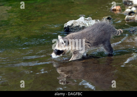 gemeinsamen Waschbär (Procyon Lotor), zwei Monate altes Jungtier das Wasser, Deutschland Stockfoto