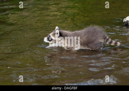 gemeinsamen Waschbär (Procyon Lotor), zwei Monate altes Jungtier das Wasser, Deutschland Stockfoto