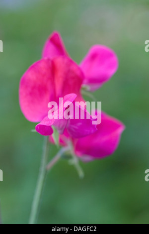 Platterbse man. Einzigen rosa lieber Erbse Blume. Stockfoto