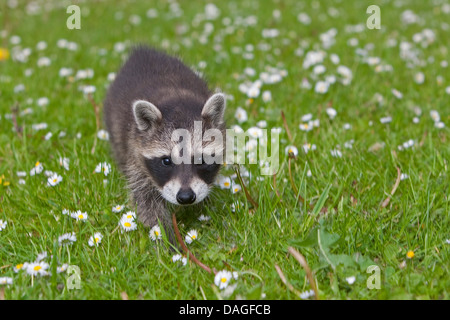 gemeinsamen Waschbär (Procyon Lotor), zu Fuß auf einer Wiese, Deutschland Stockfoto