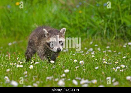 gemeinsamen Waschbär (Procyon Lotor), zu Fuß auf einer Wiese, Deutschland Stockfoto