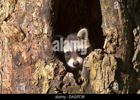 gemeinsamen Waschbär (Procyon Lotor), zwei Monate alten Welpen in eine Treehole, Deutschland Stockfoto