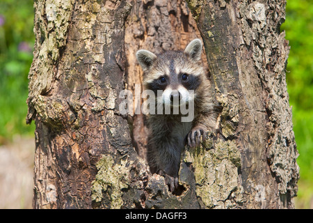 gemeinsamen Waschbär (Procyon Lotor), zwei Monate alten Welpen in eine Treehole, Deutschland Stockfoto