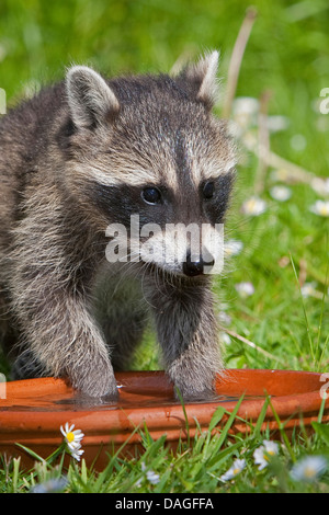 gemeinsamen Waschbär (Procyon Lotor), Spritzen mit Wasser in eine Schüssel, Deutschland Stockfoto