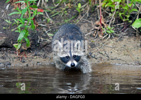 gemeinsame Waschbär (Procyon Lotor), zwei Monate alte junge Tier stehen direkt am Wasser und sammeln erste Erfahrungen mit dem Element Wasser, Deutschland Stockfoto
