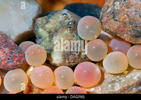 Forelle, Bachforelle, Bachforelle (Salmo Trutta Fario), Fischeiern im Kiesbett, Deutschland Stockfoto