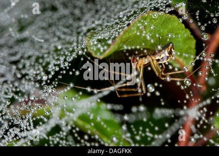 Blatt-Web Weaver, Linie weben Spinne, Linie Weber (Linyphia Triangularis), im Spinnennetz mit Tautropfen, Deutschland Stockfoto