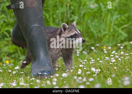 gemeinsamen Waschbär (Procyon Lotor), Stiefel Jungtier neben Kautschuk auf einer Wiese, Deutschland Stockfoto