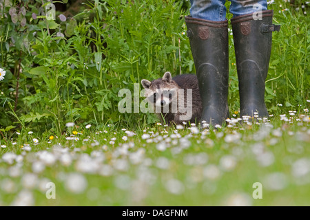 gemeinsamen Waschbär (Procyon Lotor), Stiefel jungen Tier stehend mit einem Gummi Mädchen auf einer Wiese, Deutschland Stockfoto