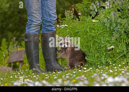 gemeinsamen Waschbär (Procyon Lotor), Stiefel jungen Tier stehend mit einem Gummi Mädchen auf einer Wiese, Deutschland Stockfoto