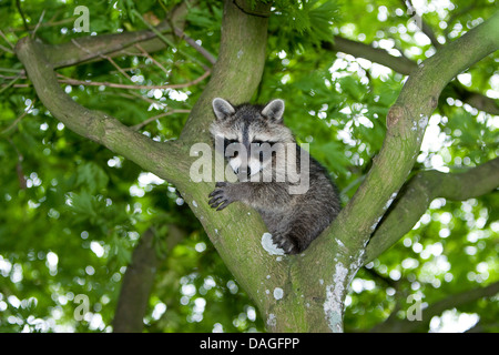 gemeinsamen Waschbär (Procyon Lotor), drei Monate altes Jungtier sitzt in einem Schritt, Deutschland Stockfoto