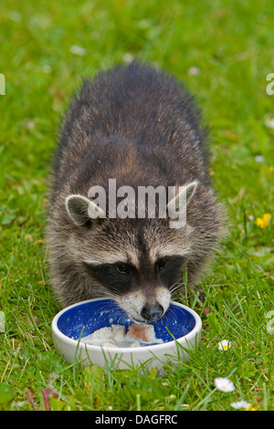 gemeinsamen Waschbär (Procyon Lotor), Jungtier auf einer Wiese, Fütterung aus einem Näpfe, Deutschland Stockfoto