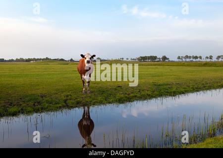 Kuh auf der Weide spiegelt sich im Fluss, Groningen, Niederlande Stockfoto
