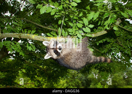 gemeinsamen Waschbär (Procyon Lotor), vier Monate alt Männlich Klettern auf einen Baum, Deutschland Stockfoto