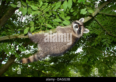 gemeinsamen Waschbär (Procyon Lotor), vier Monate alt Männlich Klettern auf einen Baum, Deutschland Stockfoto