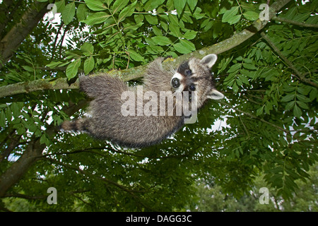 gemeinsamen Waschbär (Procyon Lotor), vier Monate alt Männlich Klettern auf einen Baum, Deutschland Stockfoto