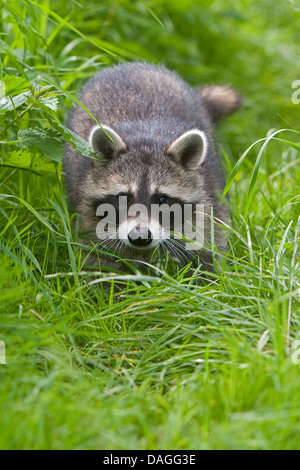 gemeinsamen Waschbär (Procyon Lotor), vier Monate alt Männlich zu Fuß auf einer Wiese, Deutschland Stockfoto