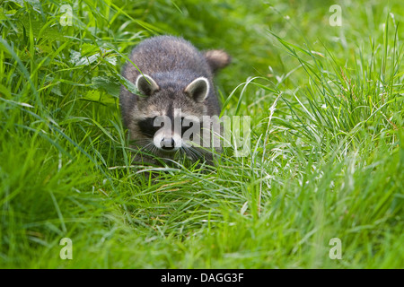 gemeinsamen Waschbär (Procyon Lotor), vier Monate alt Männlich zu Fuß auf einer Wiese, Deutschland Stockfoto