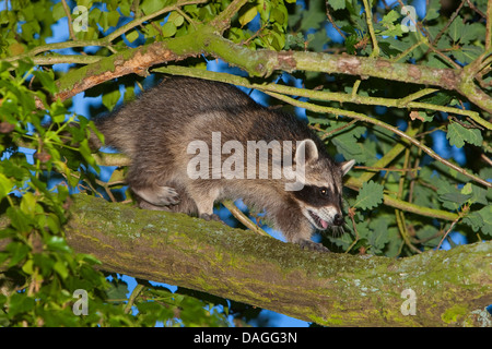 gemeinsamen Waschbär (Procyon Lotor), vier Monate alt Männlich Klettern auf einen Baum, Deutschland Stockfoto