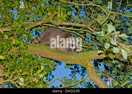 gemeinsamen Waschbär (Procyon Lotor), vier Monate alt Männlich Klettern auf einen Baum, Deutschland Stockfoto