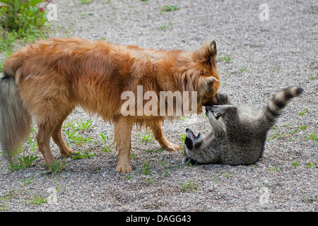 gemeinsamen Waschbär (Procyon Lotor), Handaufzucht juvenile Waschbär spielen mit Hund auf einer Wiese, Deutschland Stockfoto