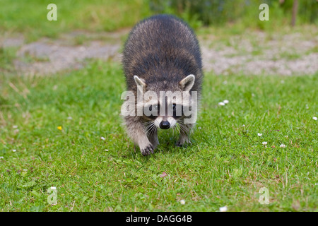 gemeinsamen Waschbär (Procyon Lotor), vier Monate alte Männchen, die zu Fuß über eine Wiese, Deutschland Stockfoto