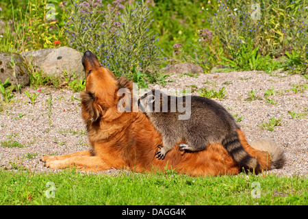 gemeinsamen Waschbär (Procyon Lotor), Handaufzucht juvenile Waschbär spielen mit Hund auf einer Wiese, Deutschland Stockfoto