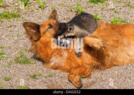 gemeinsamen Waschbär (Procyon Lotor), Handaufzucht juvenile Waschbär spielen mit Hund, Deutschland Stockfoto