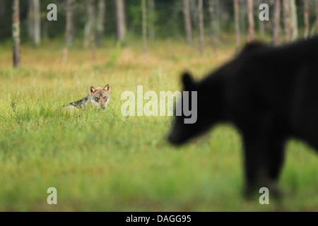 Europäische graue Wolf (Canis Lupus) auf einer feuchten Wiese liegend, wie ein Bär vergeht Stockfoto