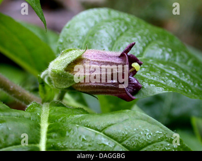 Tollkirsche (Atropa Bella-Donna, Atropa Belladonna), Blume, Deutschland Stockfoto